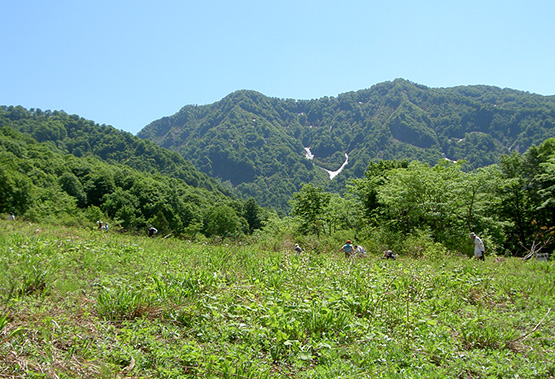 山菜取り
